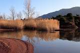  Winter reeds at the Lac du Salagou