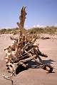  Driftwood