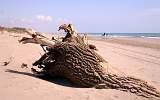  Driftwood
