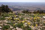  View South from Pic St-Baudille, Jonquils in the foreground