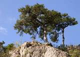  Salzmann Pines, near st-Guilhem-le0Désert