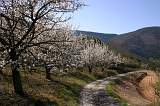  Cherry trees near Boussagues