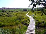  Boardwalk crossing the Tourbière or raised peat bog on Le Caroux