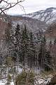  Winter fir trees near Murat