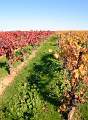  Autumn colours in the vineyards near Murviel-les-Béziers