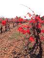  Autumn colours in the vineyards near Murviel-les-Béziers