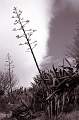  An Agave near the village of Aumes. Simulated Selenium toning.